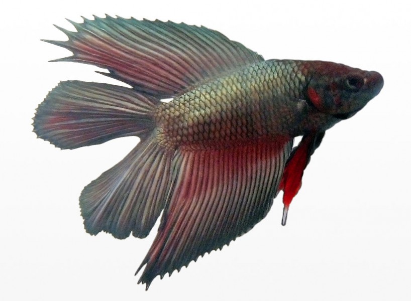 http://en.wikipedia.org/wiki/Siamese_fighting_fish#mediaviewer/File:Betta_splendens_male_doubletail.jpg