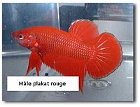 http://it.wikipedia.org/wiki/Betta_splendens#mediaviewer/File:Plakrouge2.jpg