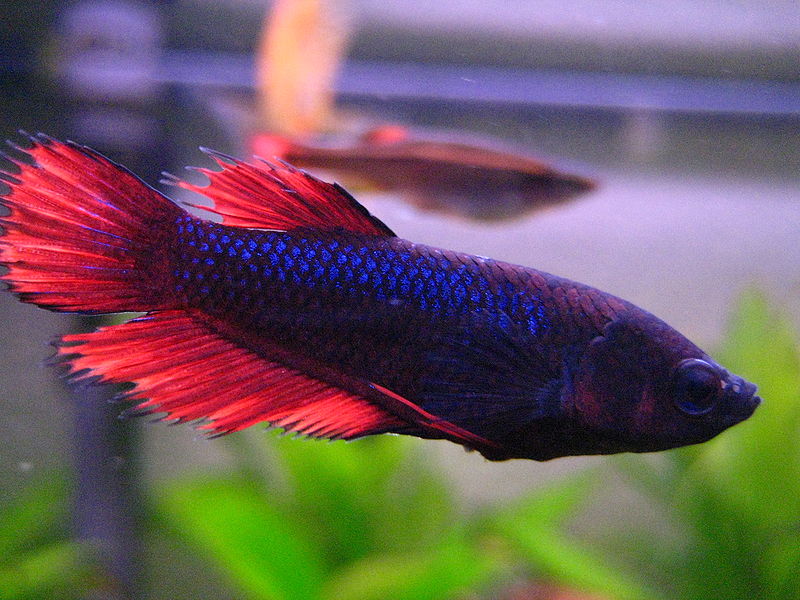 http://commons.wikimedia.org/wiki/File:Betta_splendens_(w)_dunkelrot_ct.JPG