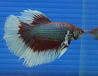 http://it.wikipedia.org/wiki/Betta_splendens#mediaviewer/File:Betta_Half_Moon.jpg