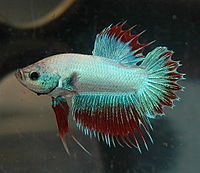 http://it.wikipedia.org/wiki/Betta_splendens#mediaviewer/File:CTPK_Multi_M_-_Betta-Online.jpg