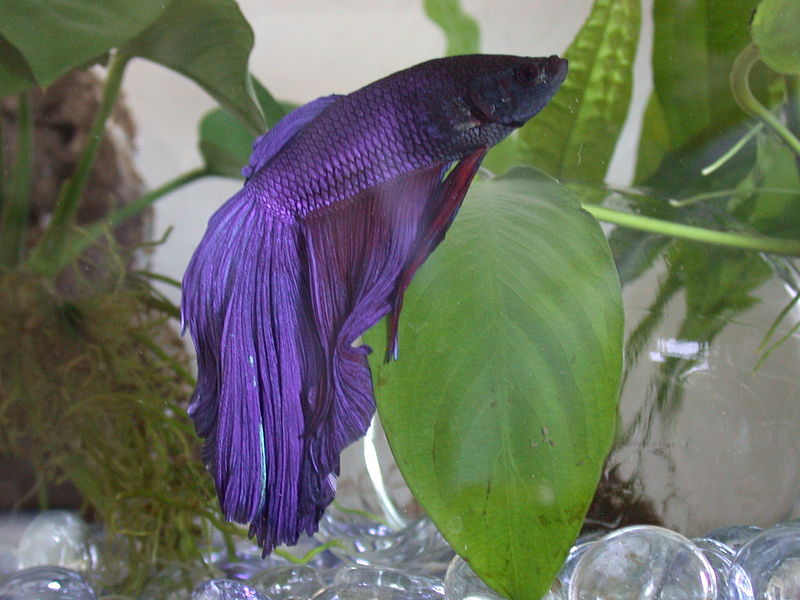 http://it.wikipedia.org/wiki/Betta_splendens#mediaviewer/File:Blue_betta_fish_super_delta.JPG