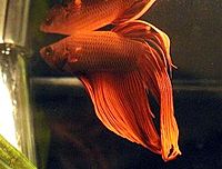 http://it.wikipedia.org/wiki/Betta_splendens#mediaviewer/File:Betta_splendens.jpg
